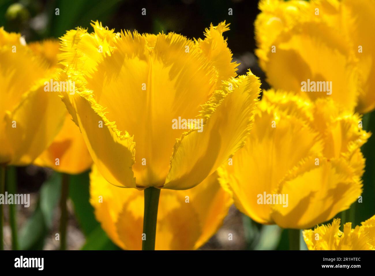 Tulipes jaunes, tulipes frangées « Hamilton » Banque D'Images