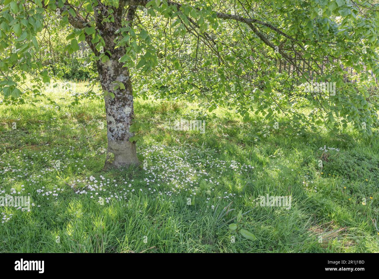 Daisy patch, patch de Daisies / Bellis perennis dans la lumière du soleil de appled sous un arbre dans le soleil de fin de printemps. Une fois utilisé en phytothérapie pour les remèdes. Banque D'Images