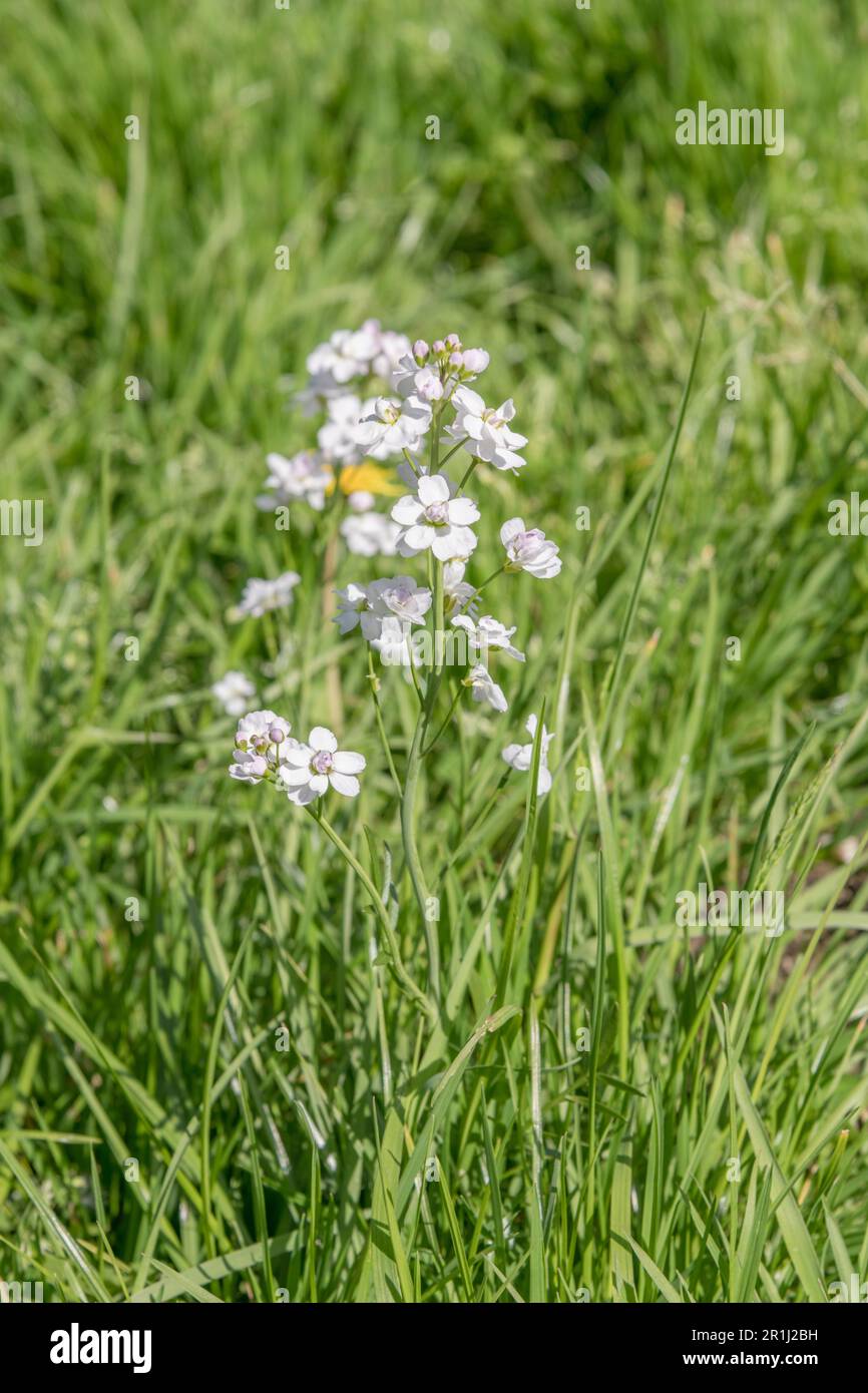 Fleurs lilas-blanches pâles de Cuckoo-flower, Lady's Smock / Cardamine pratensis. Une fois utilisé dans les remèdes populaires et les feuilles aussi mangées pour le goût poivré Banque D'Images