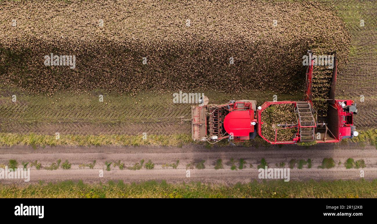 La moissonneuse-batteuse récolte la betterave à sucre dans les champs. Vue aérienne. Photo de haute qualité Banque D'Images