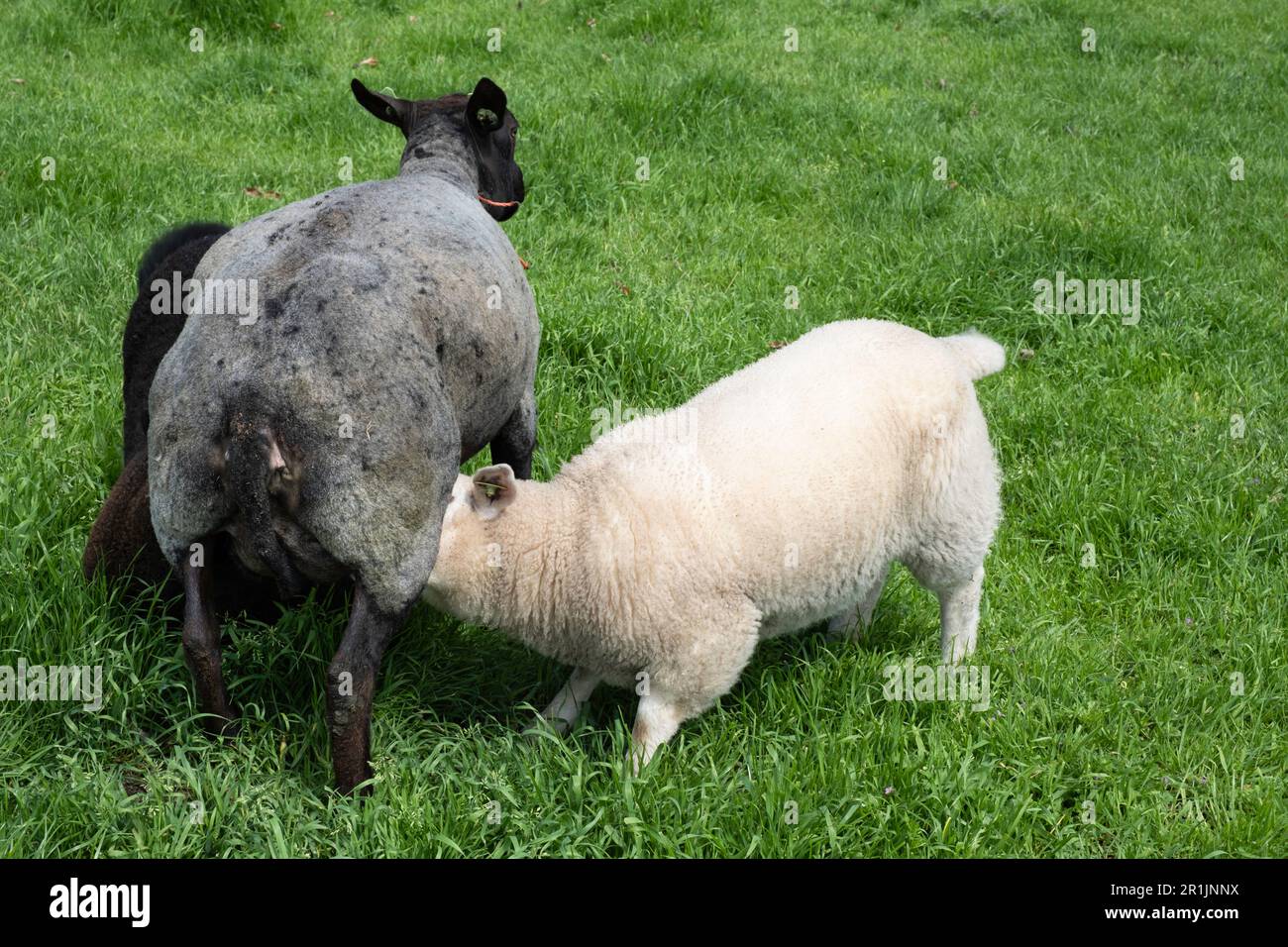 Les agneaux plus âgés (noir et blanc) boivent avec une brebis noire dans un pâturage vert Banque D'Images