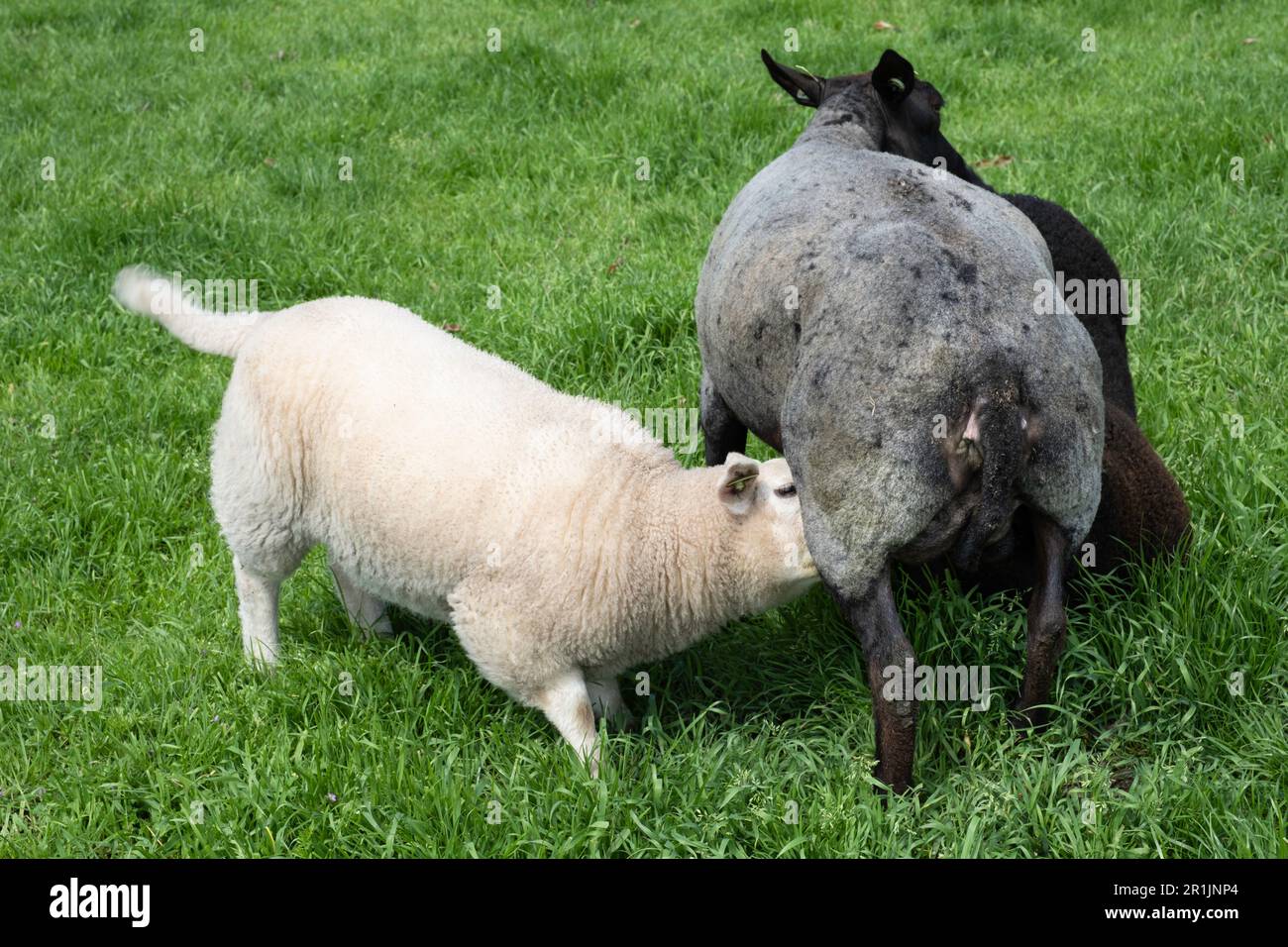 Les agneaux plus âgés (noir et blanc) boivent avec une brebis noire dans un pâturage vert Banque D'Images