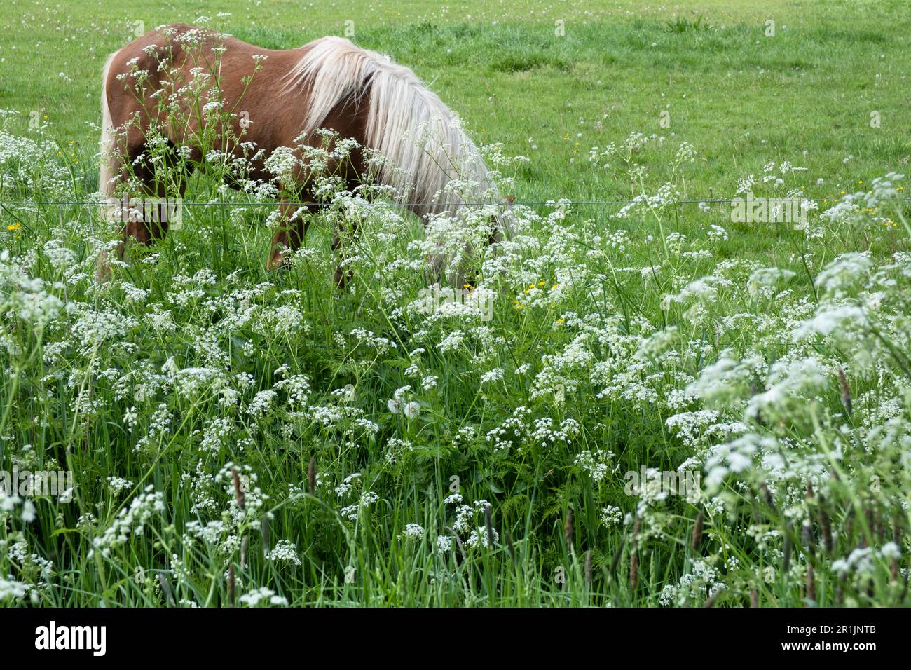Cheval brun avec des grains de manie blanche dans un pré vert, caché derrière le persil de vache Banque D'Images