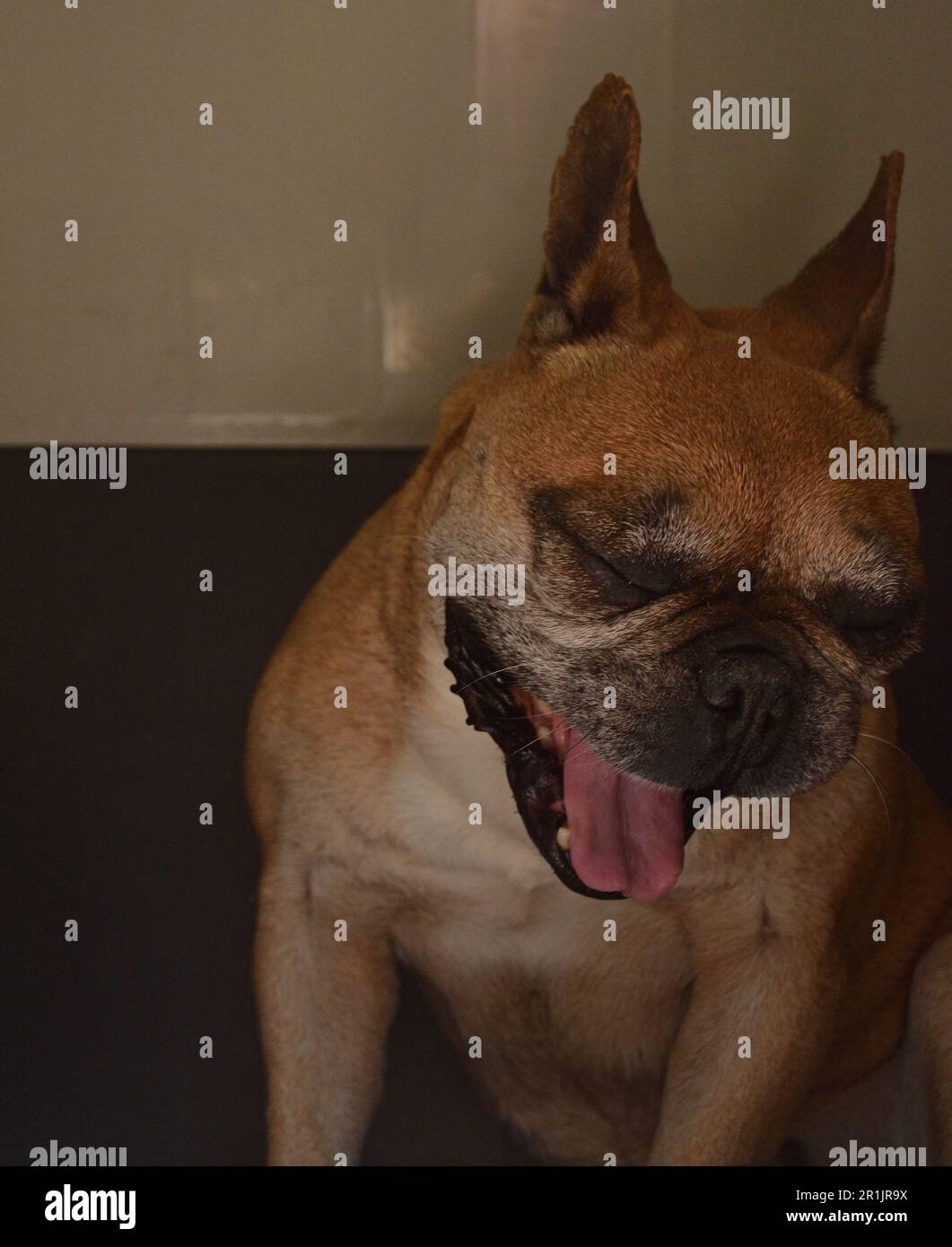 Nawns de bouledogue français. La langue rose du chien et les yeux fermés sont visibles.museau d'un chien avec une bouche ouverte sur un fond simple. Banque D'Images