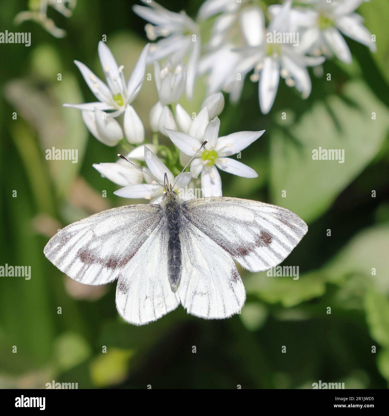 Papillon blanc à motif vert (Pieris Napi) Banque D'Images