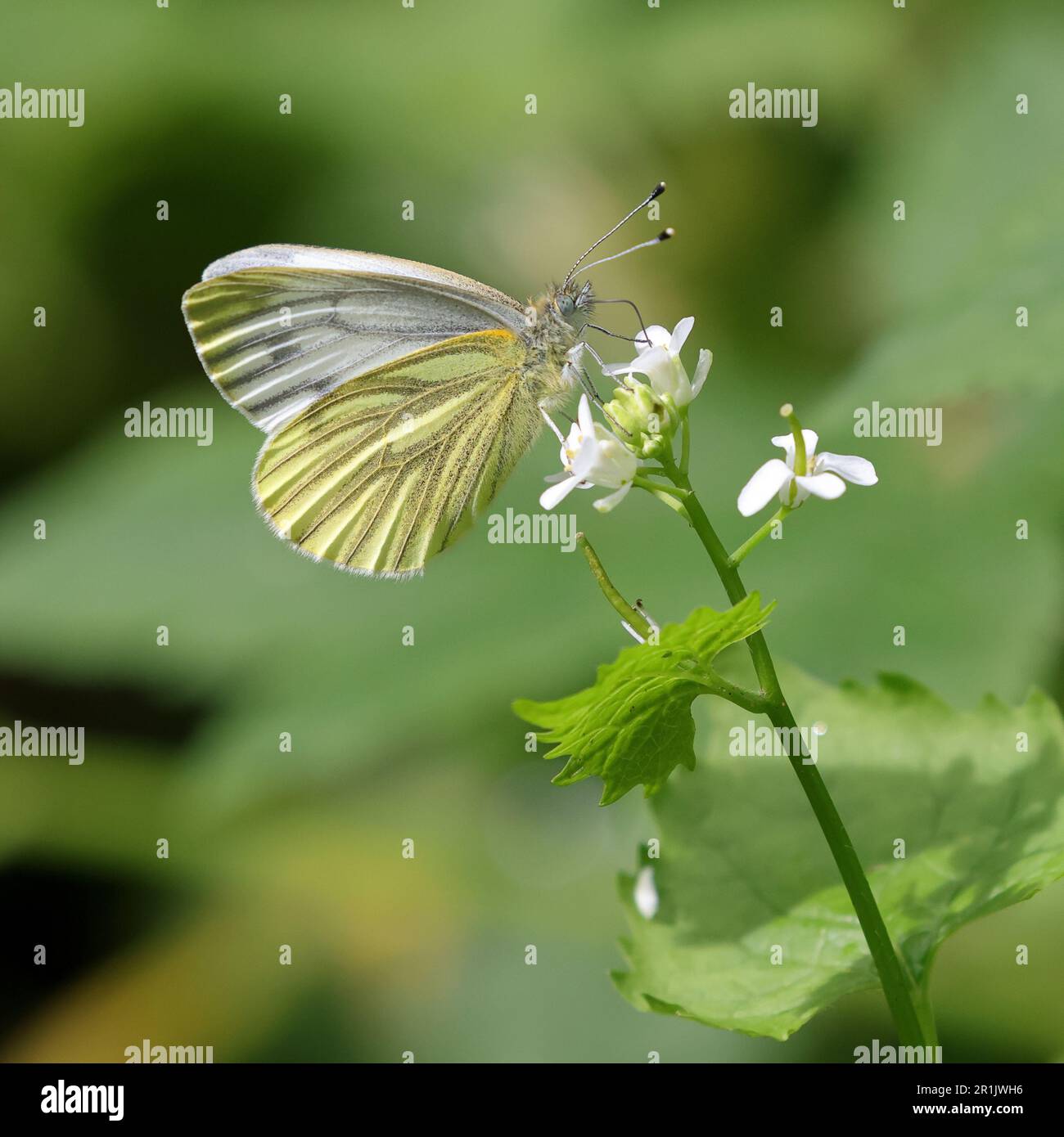 Papillon blanc à motif vert (Pieris Napi) Banque D'Images