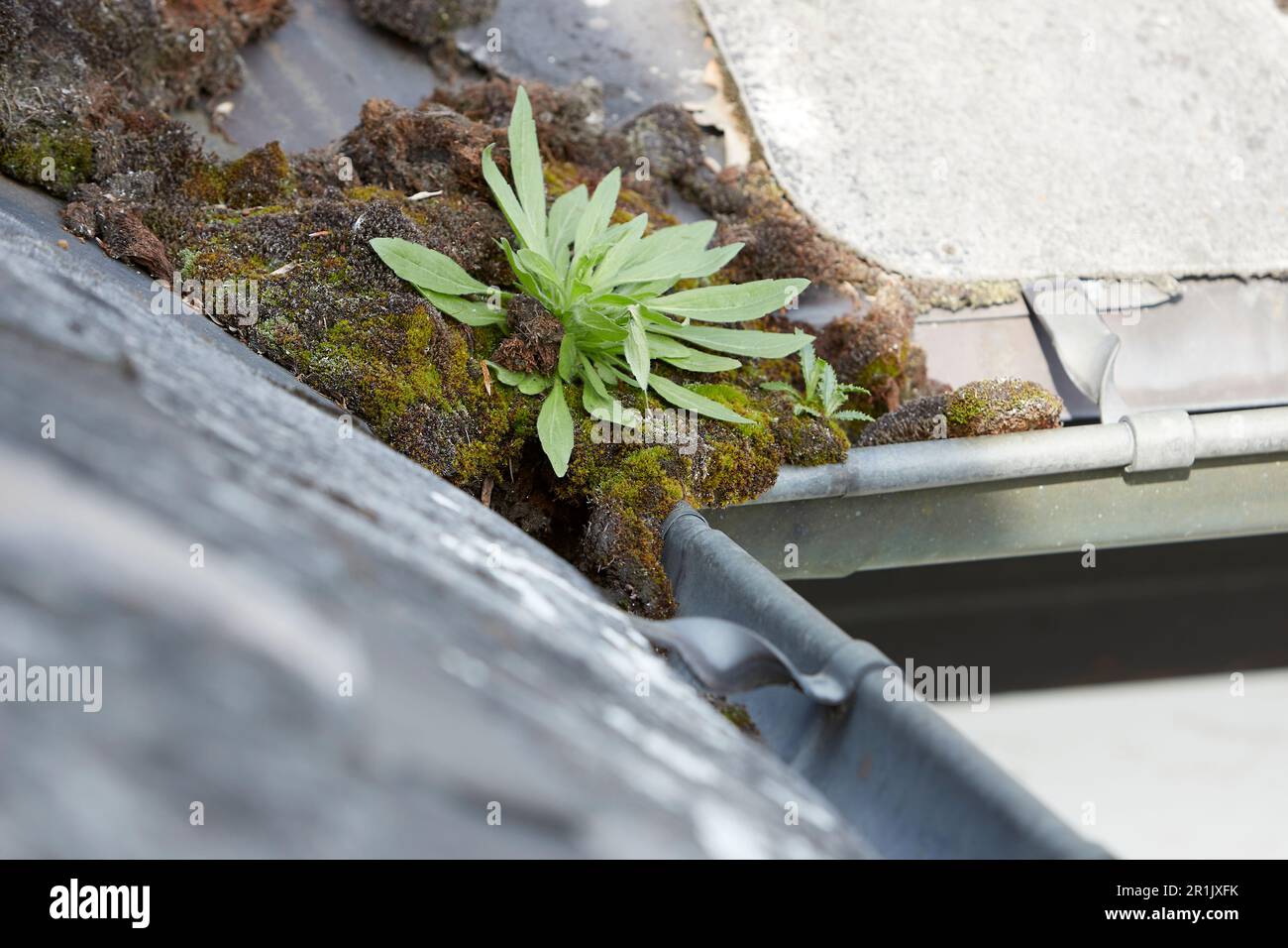 gouttière sale avec de la mousse et une petite plante. ancien toit en ardoise Banque D'Images