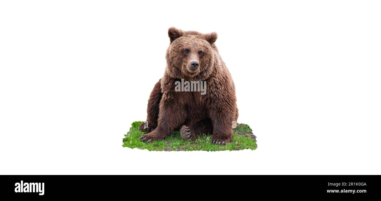 Grand ours brun assis sur l'herbe isolée sur fond blanc. Banque D'Images