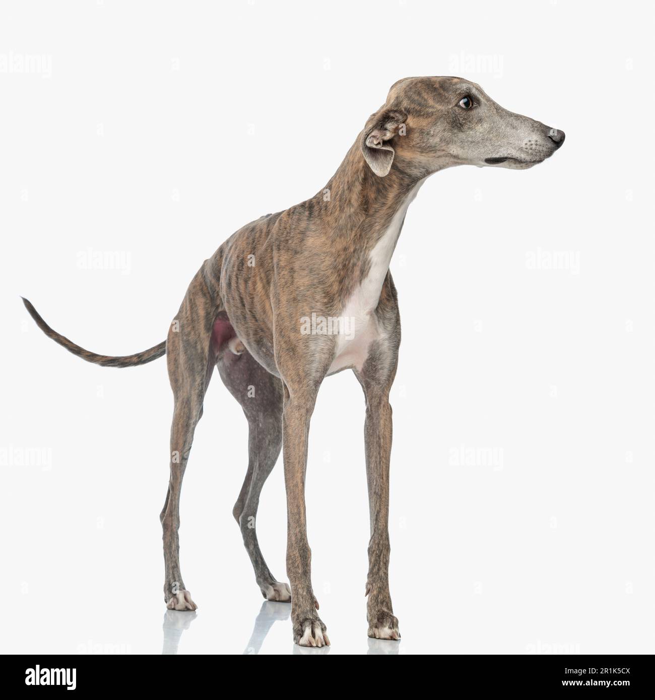 photo d'un curieux chien greyhound regardant à côté et debout devant un fond blanc en studio Banque D'Images