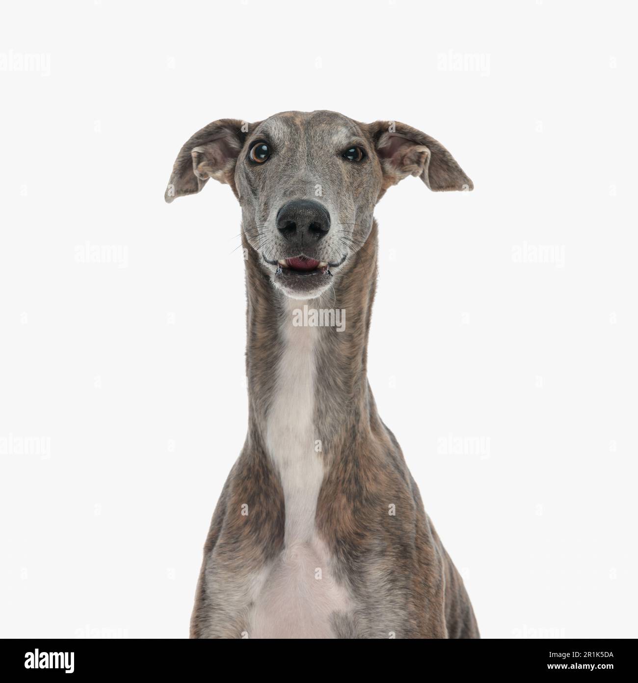 portrait d'un chien de chasse mignon avec un long cou regardant vers l'avant et posant devant un arrière-plan blanc Banque D'Images