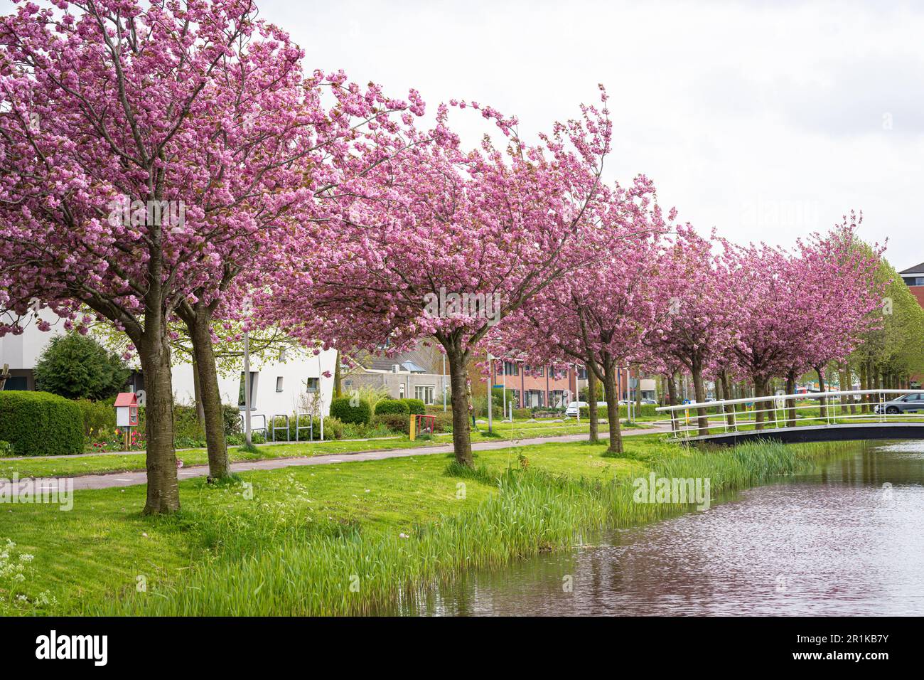 Rangée de cerisiers ornementaux à fleurs roses (Prunus serrulata) le long d'un chenal Banque D'Images