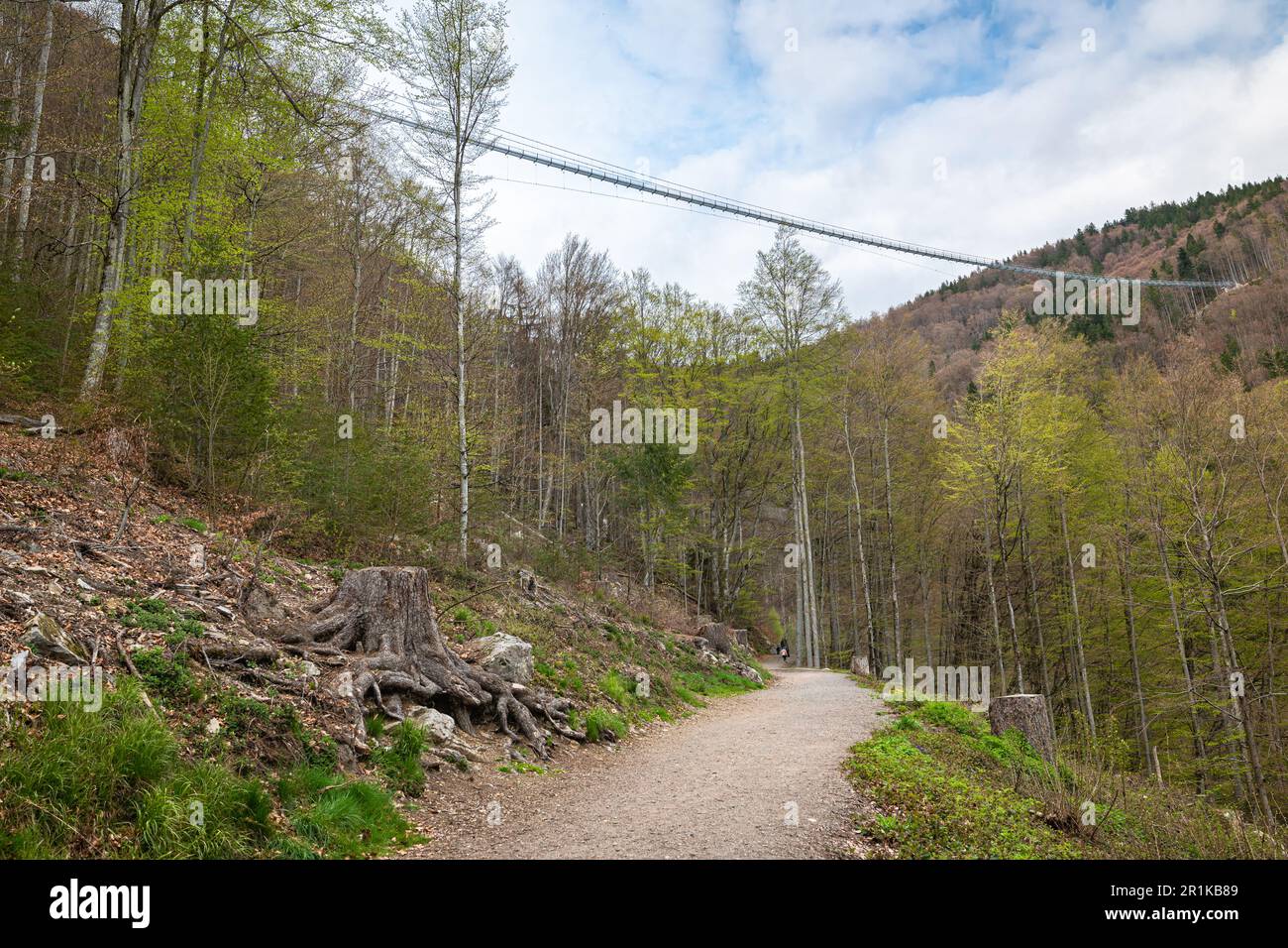 Pont suspendu 'Östlicher Brückenkopf' au-dessus d'un sentier de randonnée près de la cascade de Todtnau dans la Forêt Noire, Allemagne Banque D'Images