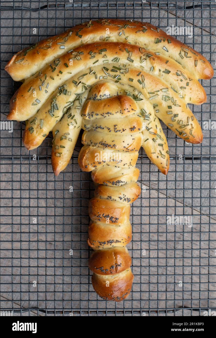 Pain de Challah juif préparé à la maison pour le sabbat en forme d'arbre Tamar, pin de datte, refroidissement sur un plateau métallique Banque D'Images