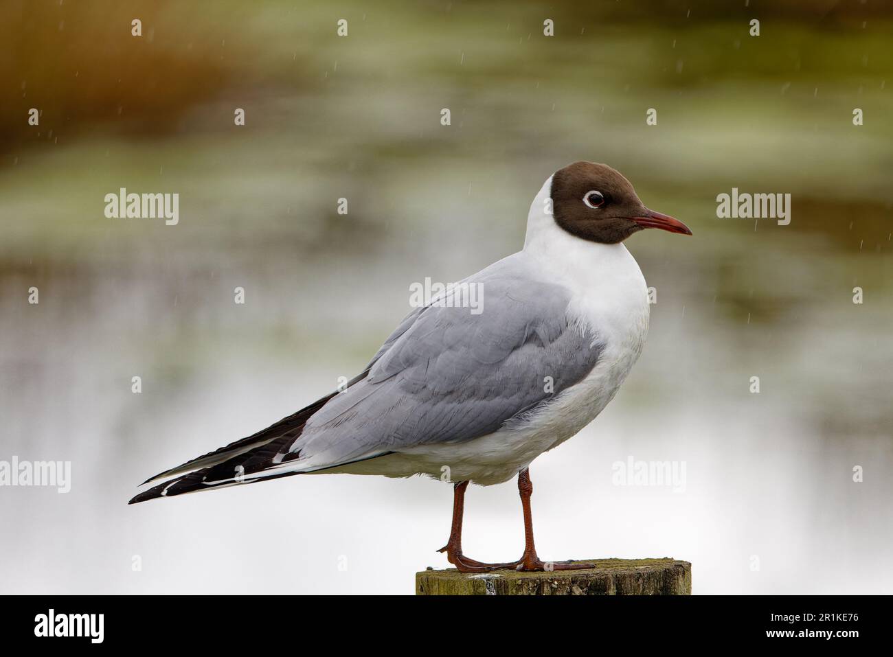 Black-Headed Gull Banque D'Images