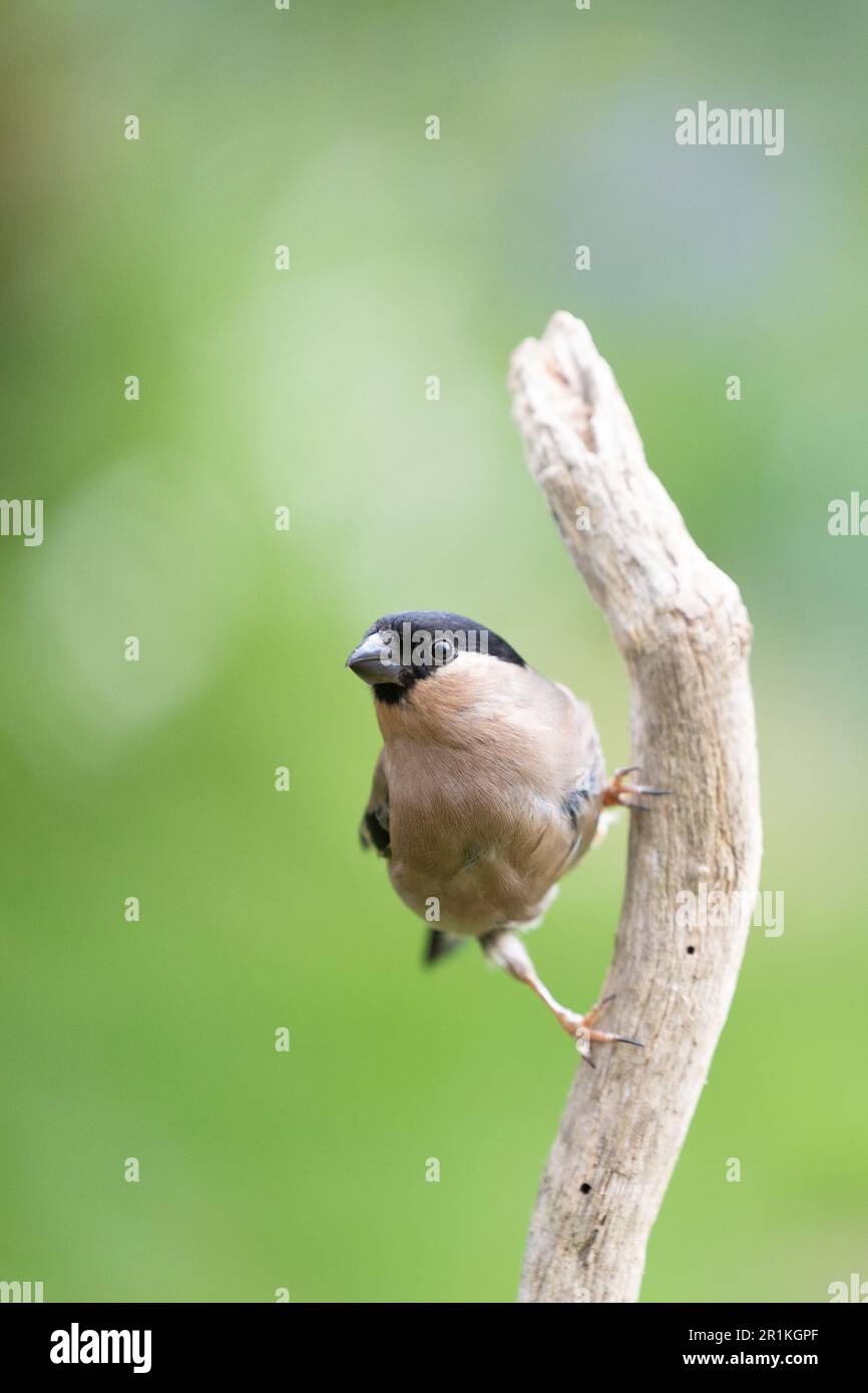 Femelle adulte de Bullfinch eurasien (Pyrrhula pyrrhula) perchée sur une branche - Yorkshire, Royaume-Uni (mai 2023) Banque D'Images
