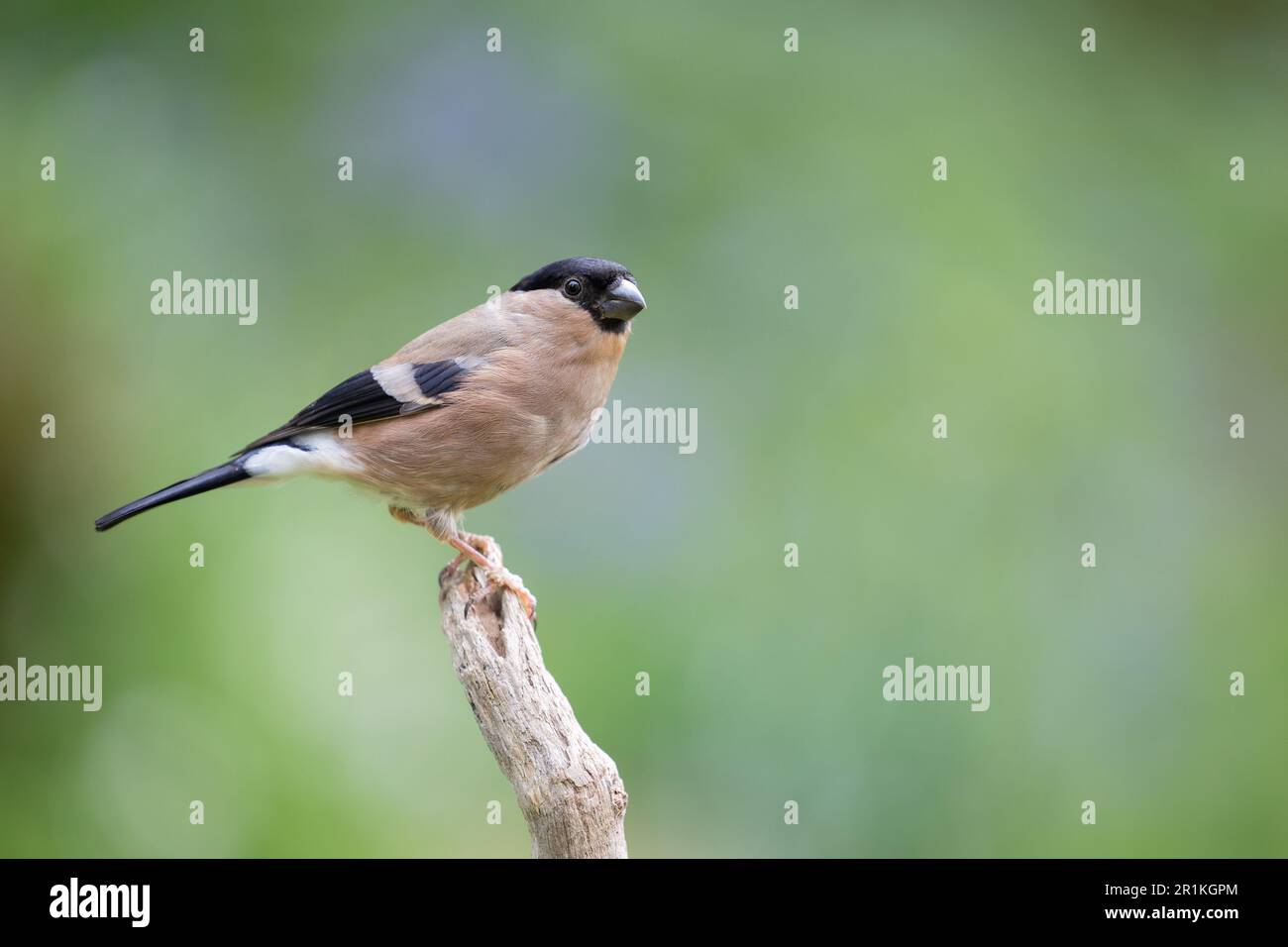 Femelle adulte de Bullfinch eurasien (Pyrrhula pyrrhula) perchée sur une branche - Yorkshire, Royaume-Uni (mai 2023) Banque D'Images