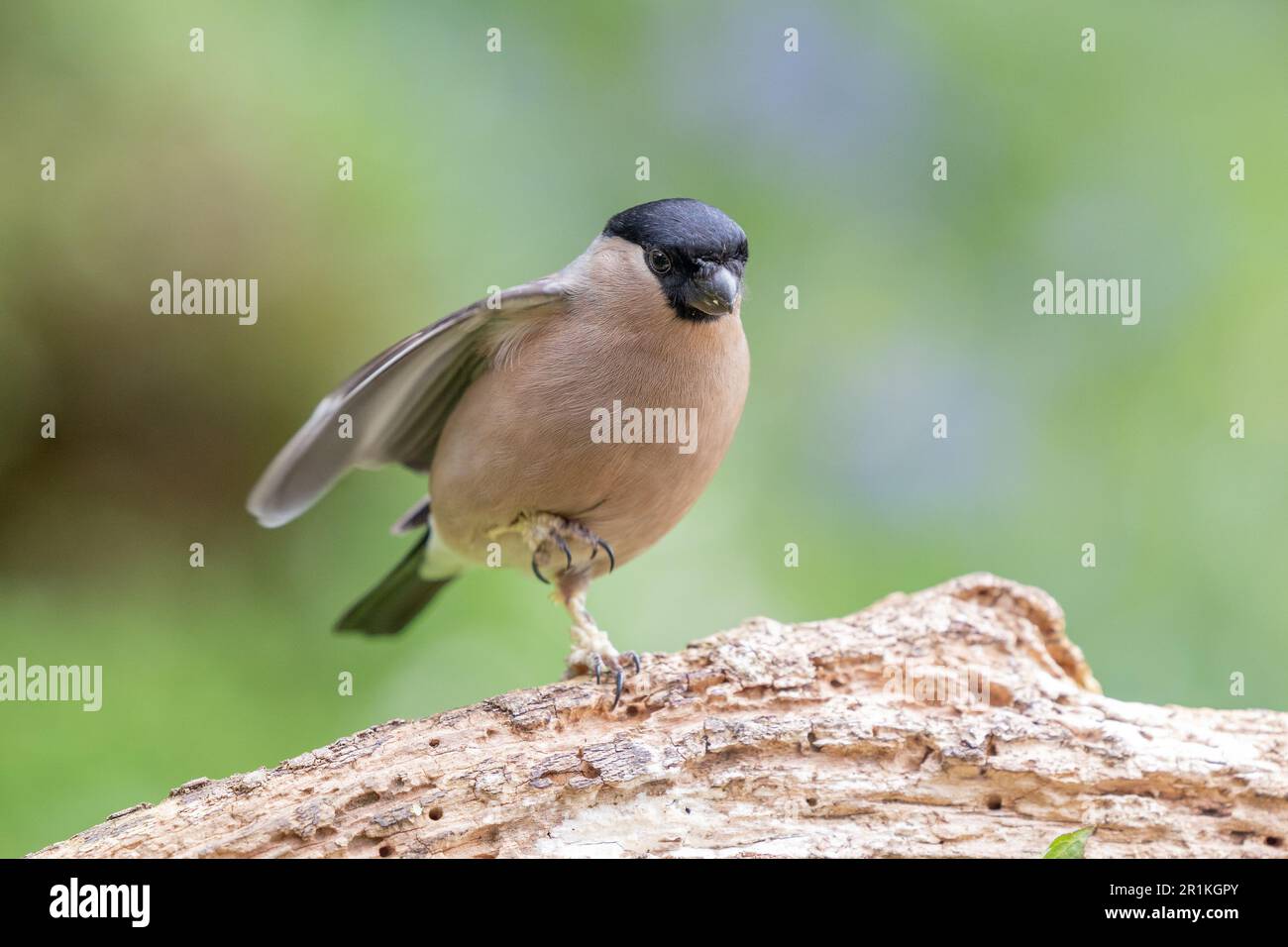 La femelle adulte de Bullfinch eurasien (Pyrrhula pyrrhula) lutte pour atterrir avec des jambes squameuses - Yorkshire, Royaume-Uni (mai 2023) Banque D'Images