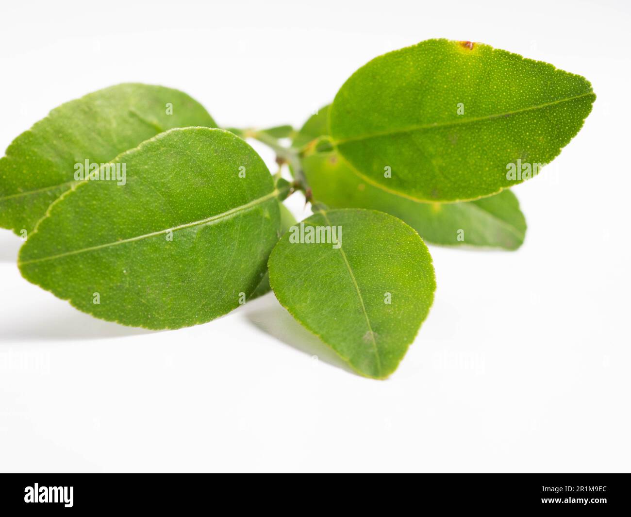 Photo d'agrumes verts avec des feuilles sur un fond blanc isolé Banque D'Images