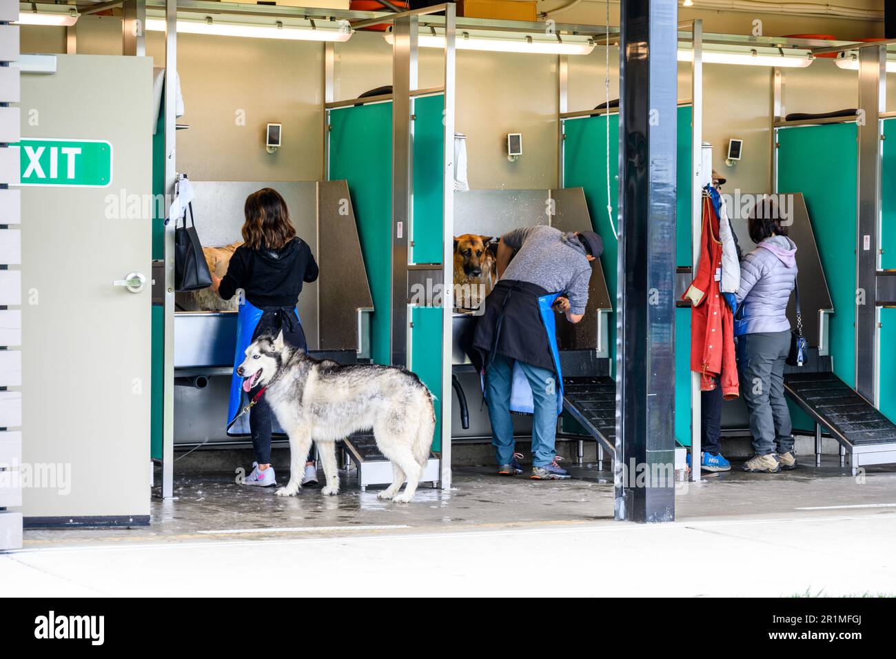 REDMOND, WA, États-Unis – 2 AVRIL 2023 : zone de lavage pour chiens Marymoor Park, personnes et chiens dans les étals de lavage pour chiens Banque D'Images