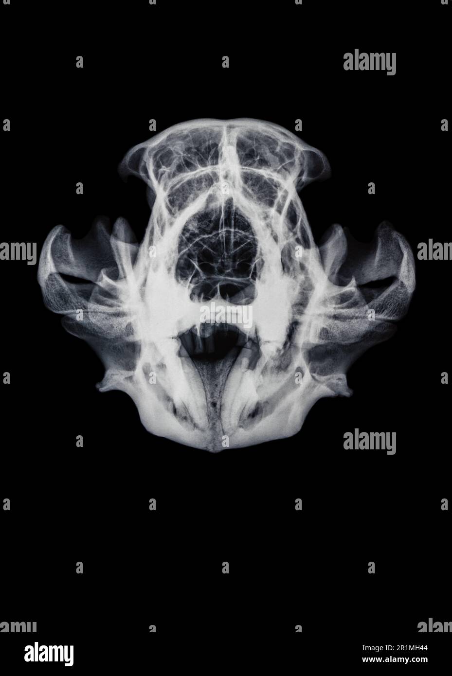 Radiographie du crâne du lion de montagne (Felis concolor), vue ap Banque D'Images