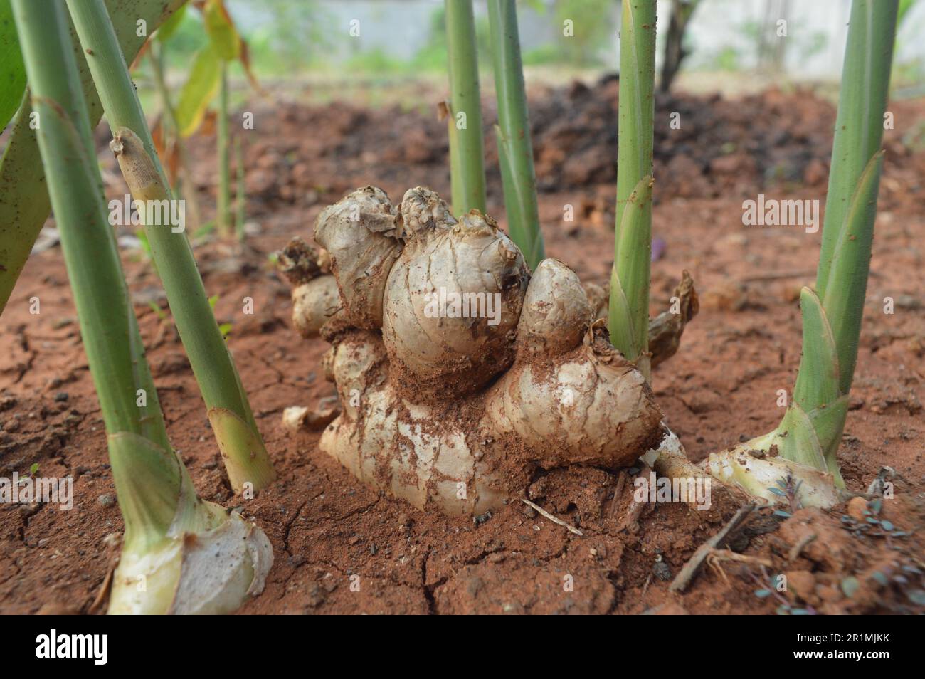 La plante de gingembre avec le nom scientifique Zingiber officinale qui  pousse dans les jardins, est souvent utilis comme matire premire pour la  mdecine traditionnelle Photo Stock - Alamy