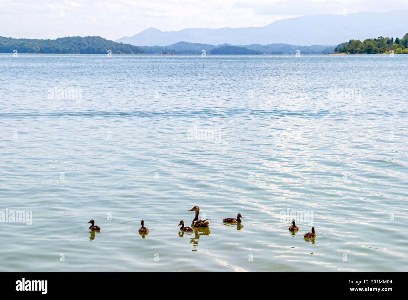 Tennessee Sevier Comté TVA Lac Douglas, eau faune canards canards canettes, Banque D'Images