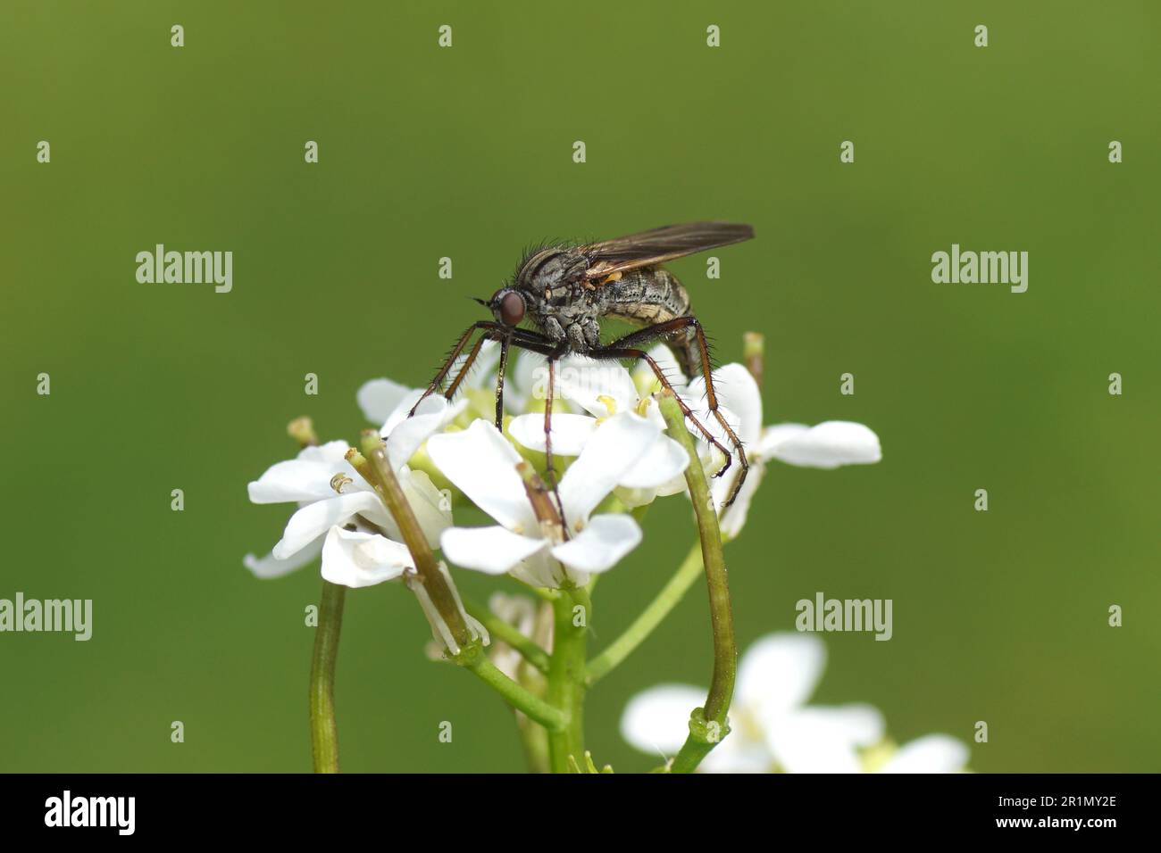 Gros plan la mouche de danse féminine Emmis tessellata. Famille Empididae. Sur les fleurs de moutarde à l'ail (Alliaria petiolata). Printemps, mai. Jardin hollandais. Banque D'Images