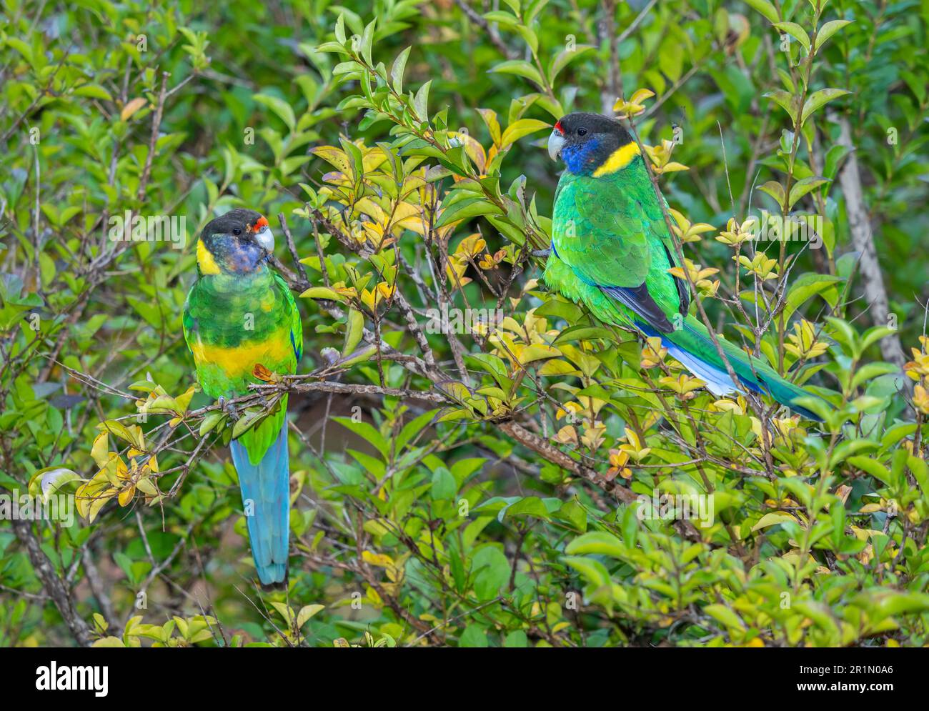 Une paire de Ringnecks australiens de la race occidentale, également connue sous le nom de Parrot des vingt-huit, photographiés dans une forêt du sud-ouest de l'Australie. Banque D'Images