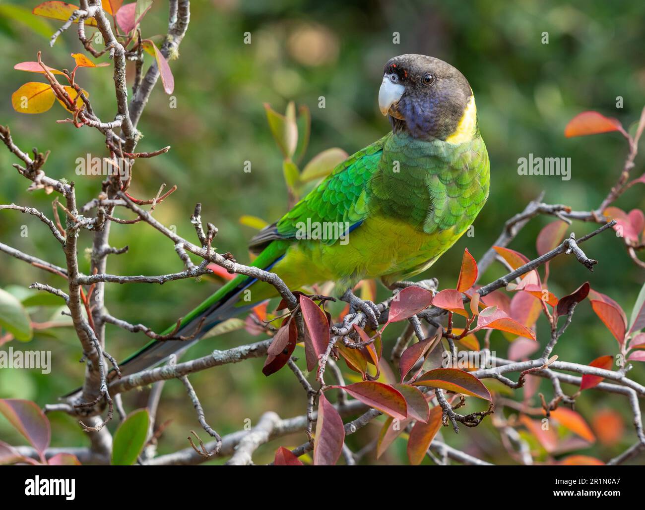 Un ringcou australien de la race occidentale, connu sous le nom de Parrot des vingt-huit, photographié dans une forêt du sud-ouest de l'Australie. Banque D'Images
