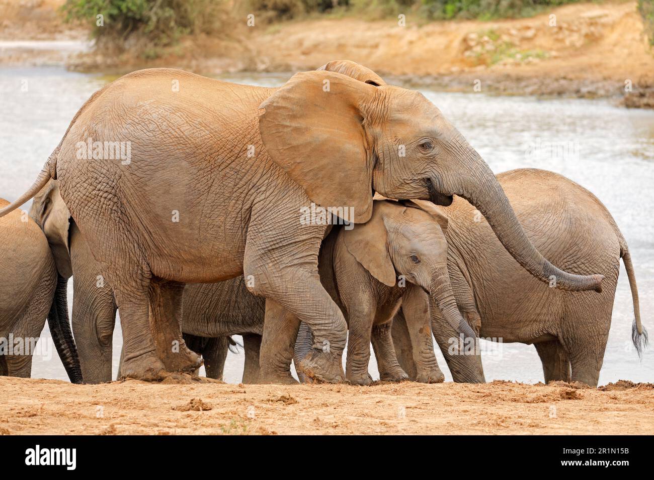 Vache à éléphant d'Afrique (Loxodonta africana) avec veau, parc national des éléphants d'Addo, Afrique du Sud Banque D'Images