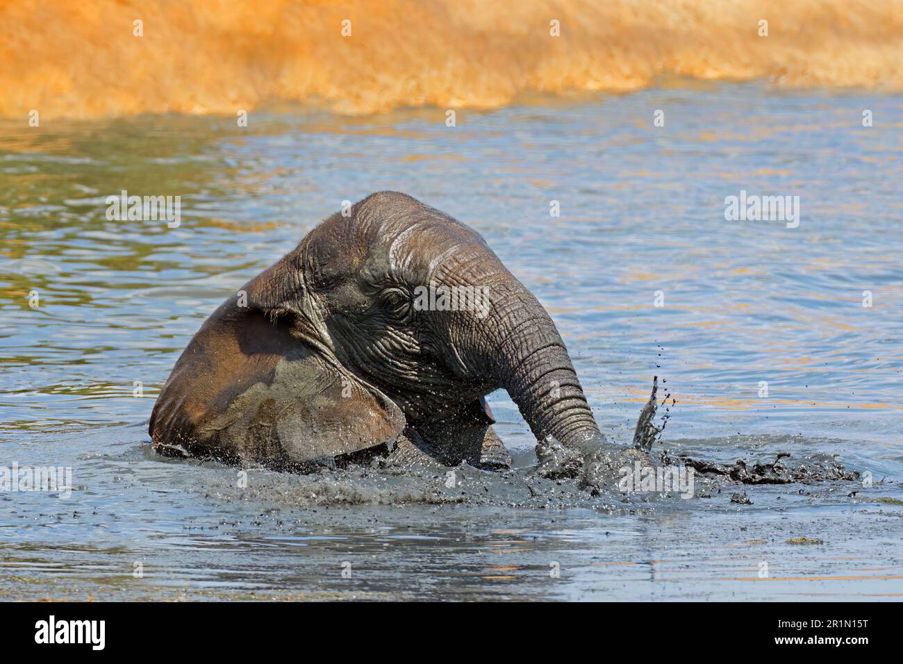 Un éléphant d'Afrique (Loxodonta africana) jouant dans un trou d'eau boueux, parc national d'éléphants d'Addo, Afrique du Sud Banque D'Images