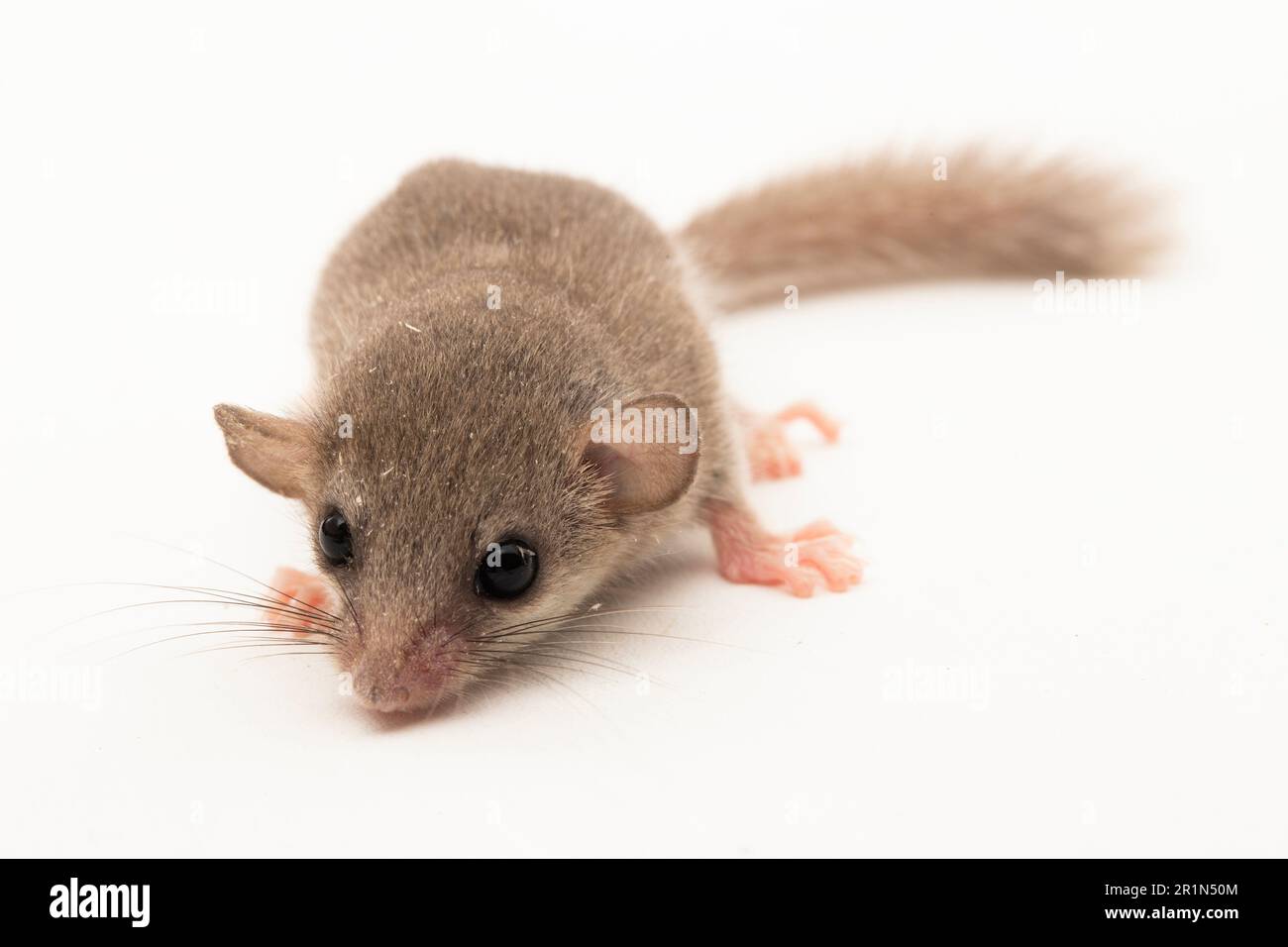 Le dormoir des bois (Graphiurus murinus) le dormoir pygmée africain isolé sur fond blanc Banque D'Images