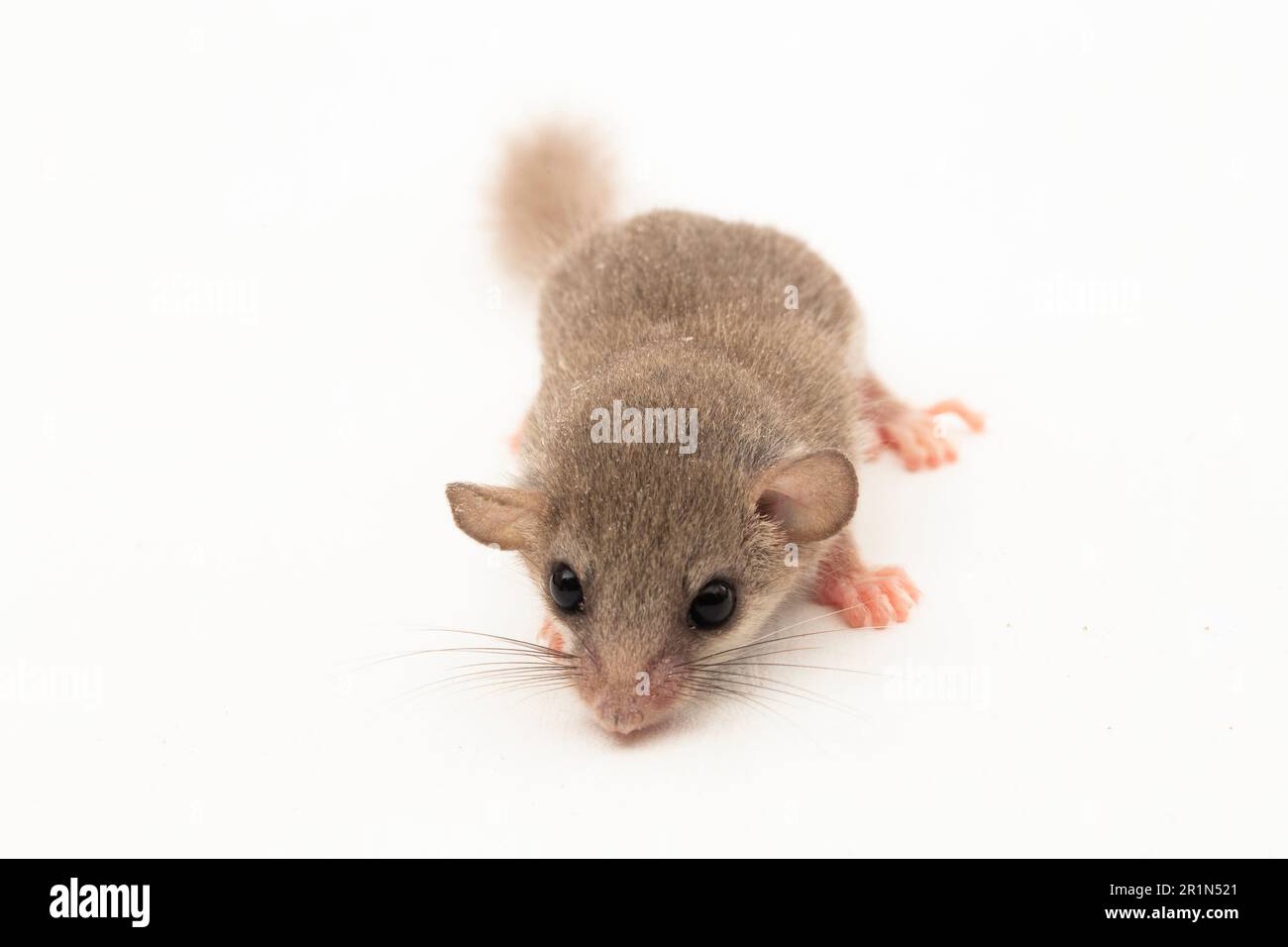 Le dormoir des bois (Graphiurus murinus) le dormoir pygmée africain isolé sur fond blanc Banque D'Images