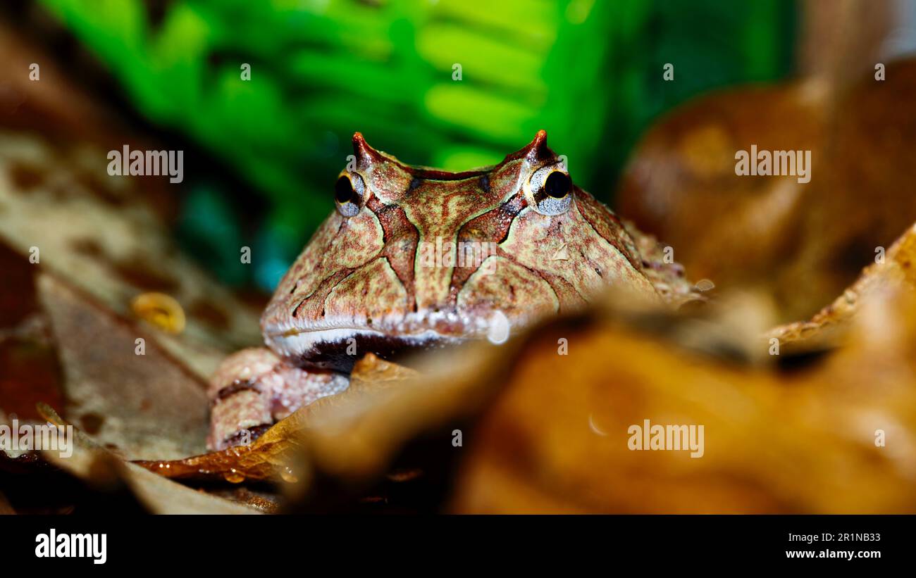portrait haute résolution d'une grenouille de bébé Banque D'Images