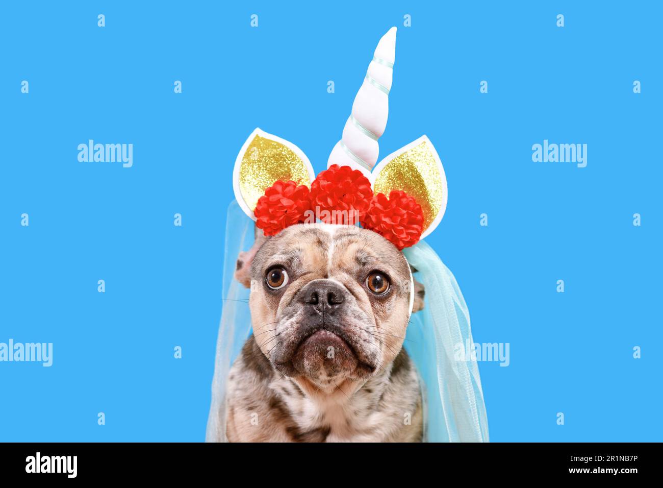 Adorable chien Bulldog français avec bandeau de costume unicorn avec fleurs et voile sur fond bleu Banque D'Images