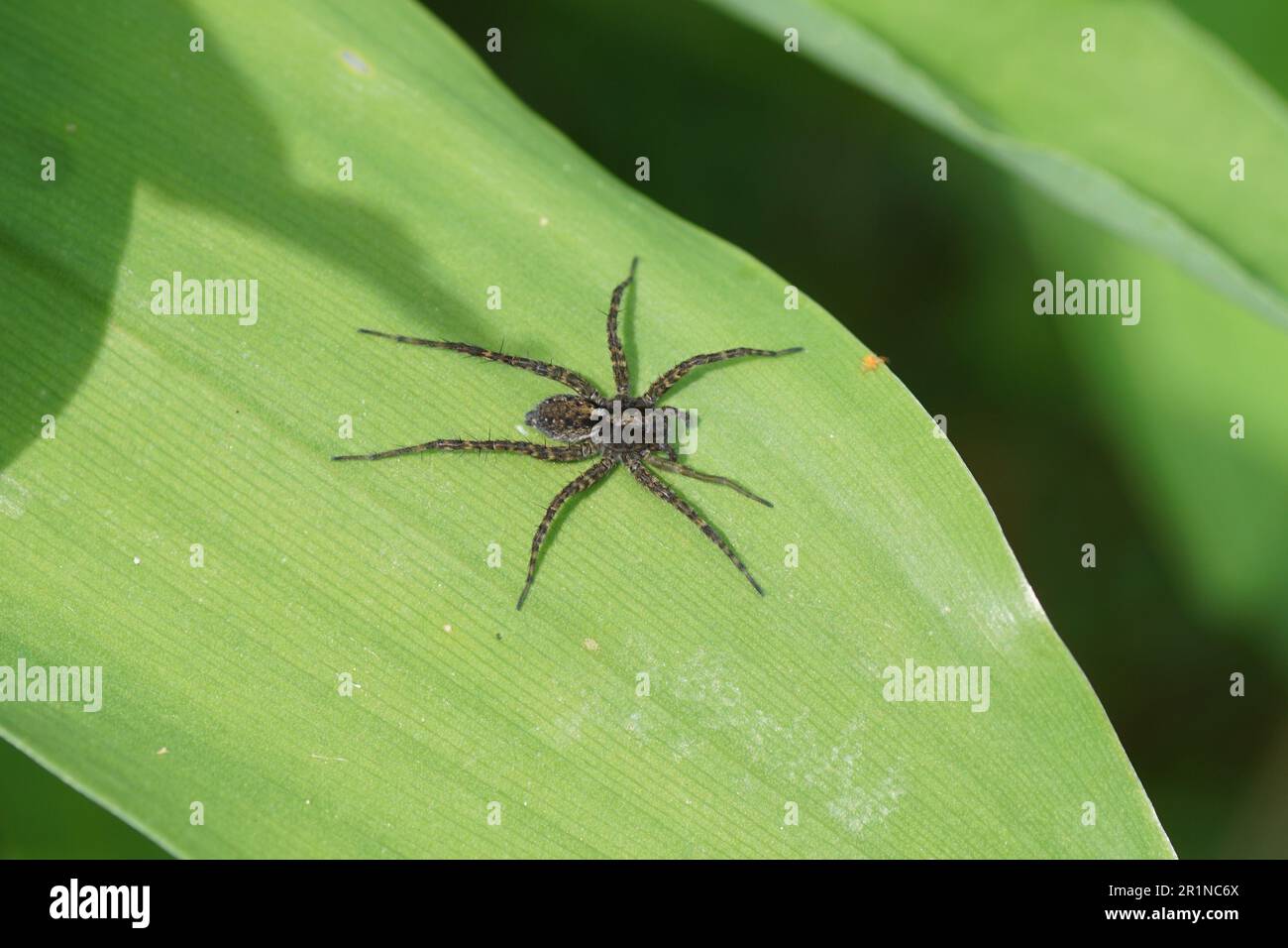 Gros plan de l'araignée loup (Pardosa) famille des araignées loup (Lycosidae). Il existe des espèces très similaires. Sur une feuille. Printemps, mai. Jardin hollandais. Banque D'Images