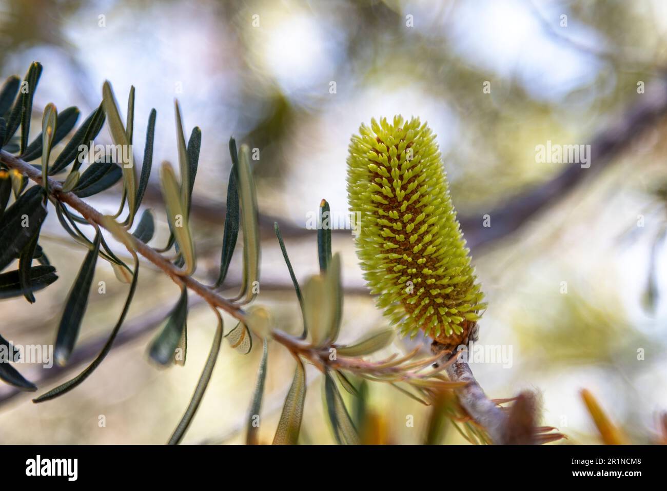 Fleur et cône de banksia argenté, Banksia marginata, Tasmanie, Australie. Gros plan de la pointe de fleur à travers les feuilles avec arrière-plan bokeh. Aussi kn Banque D'Images