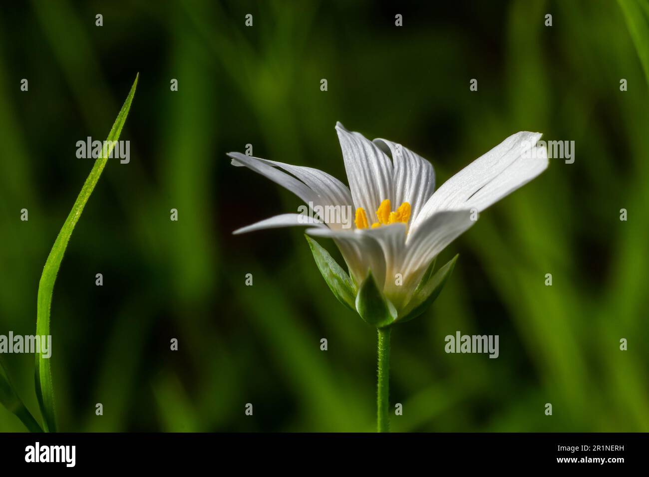 Stellaria holostea ou plus grand millepertuis - est une plante herbacée vivace à fleurs de la famille des Caryophyllaceae. Une sp. Traditionnelle britannique Banque D'Images