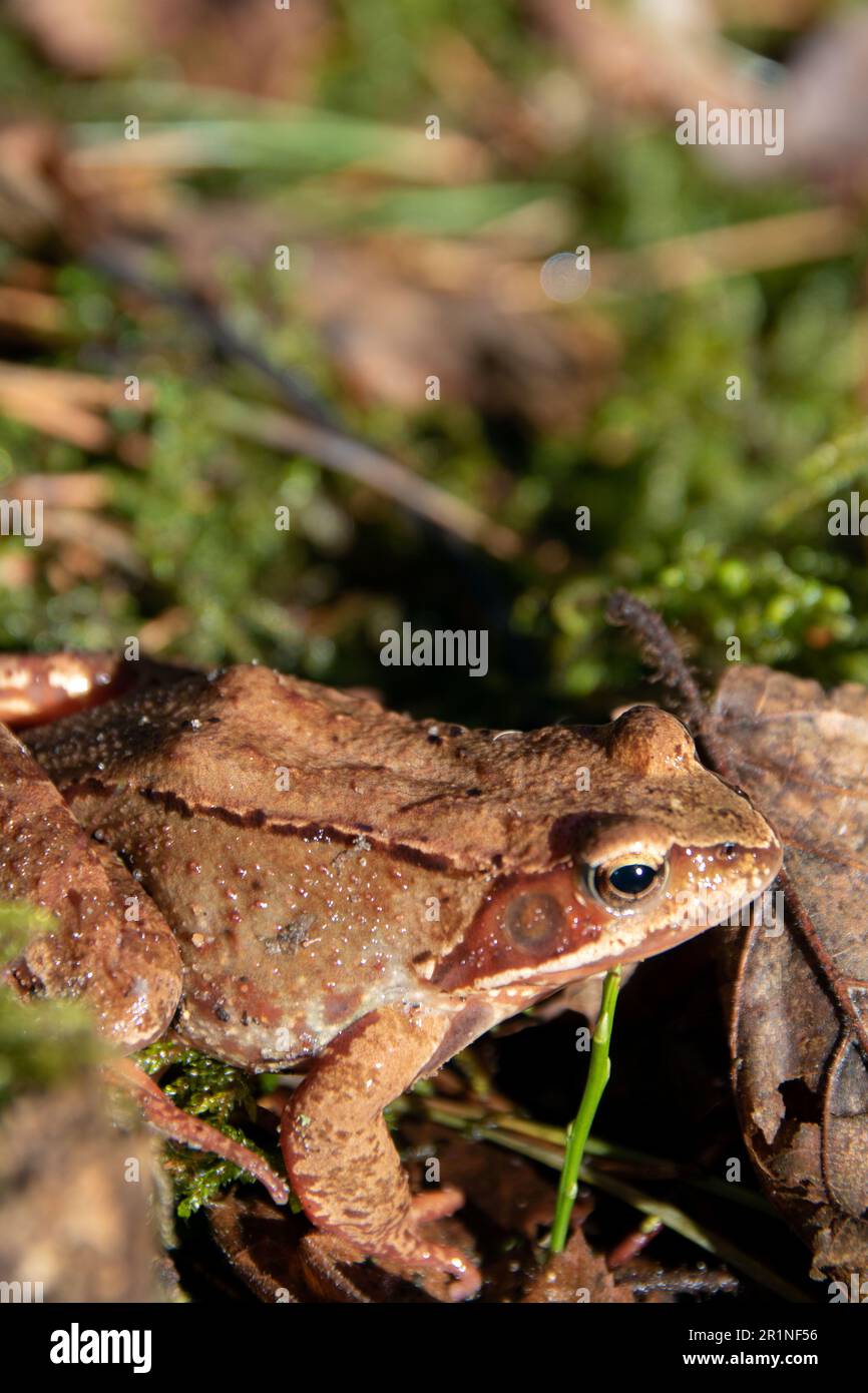 Photo en gros plan d'un crapaud dans les bois Banque D'Images