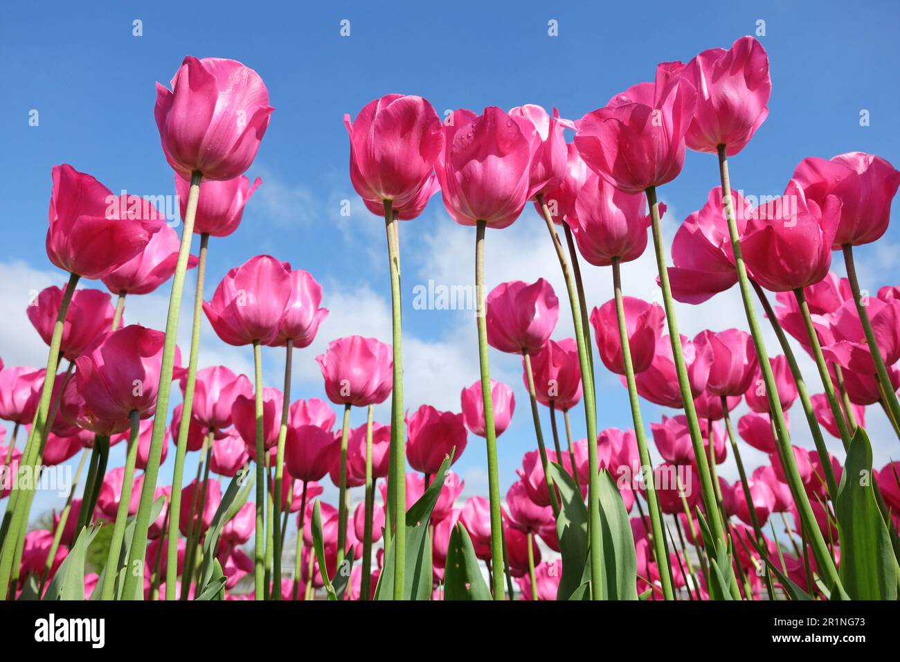 Tulipe triomphale « Don Quichotte » en fleur. Banque D'Images