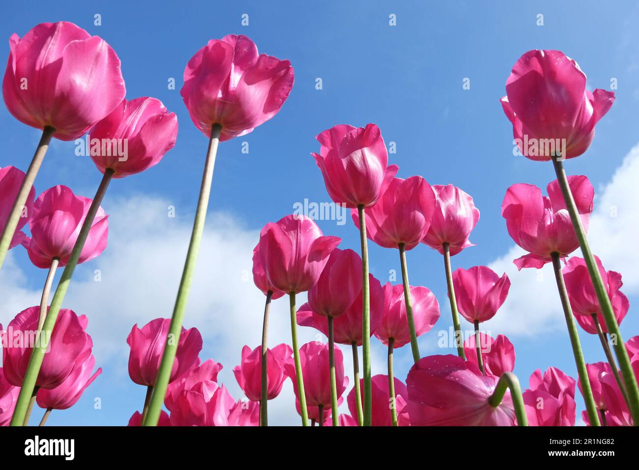 Tulipe triomphale « Don Quichotte » en fleur. Banque D'Images