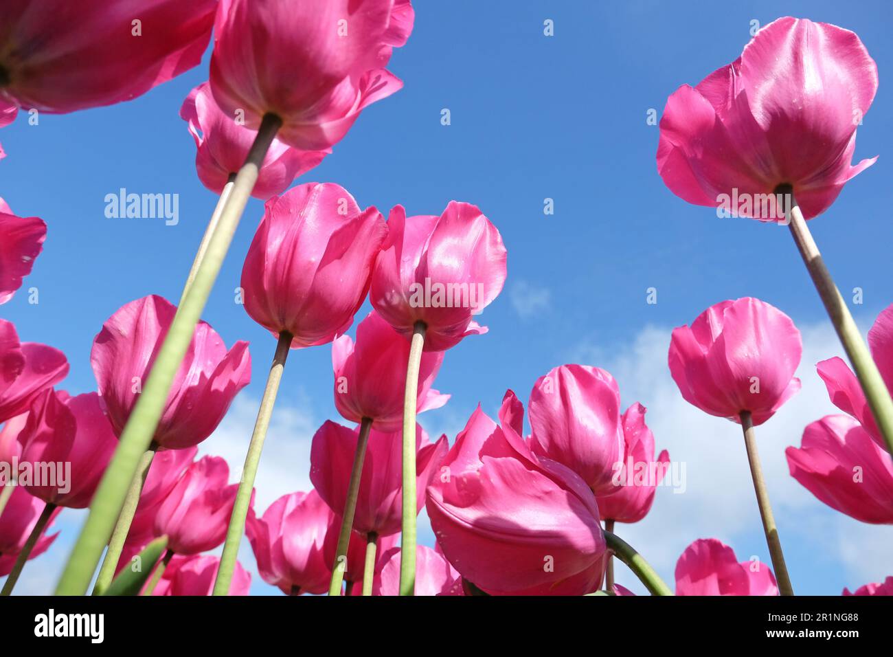 Tulipe triomphale « Don Quichotte » en fleur. Banque D'Images