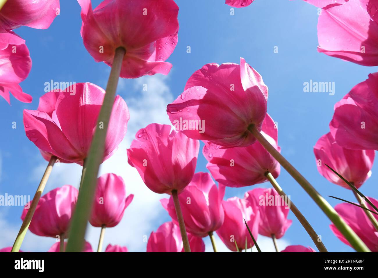 Tulipe triomphale « Don Quichotte » en fleur. Banque D'Images
