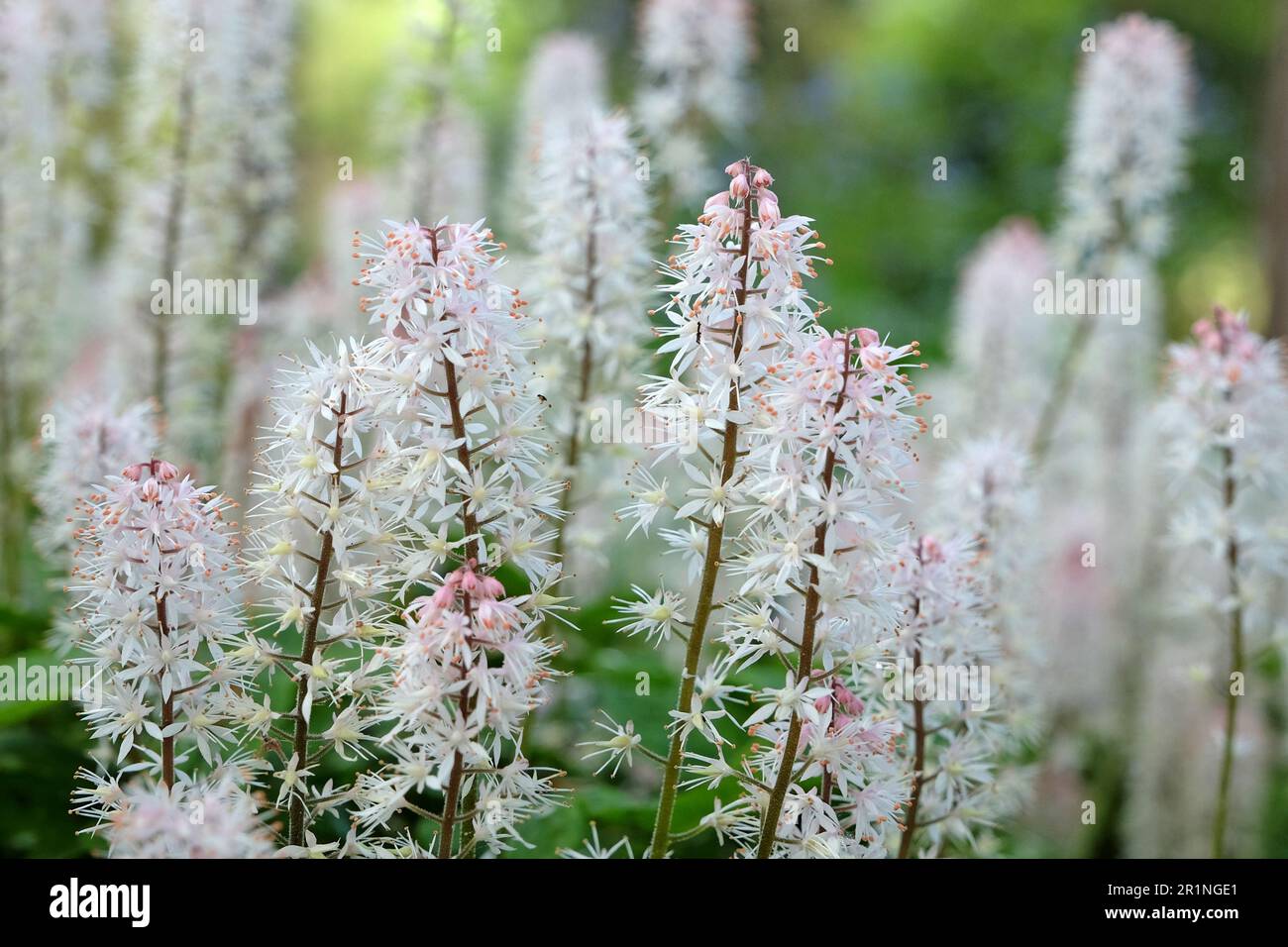 Fleur en mousse Tiarella 'Spring Symphony' en fleur Banque D'Images