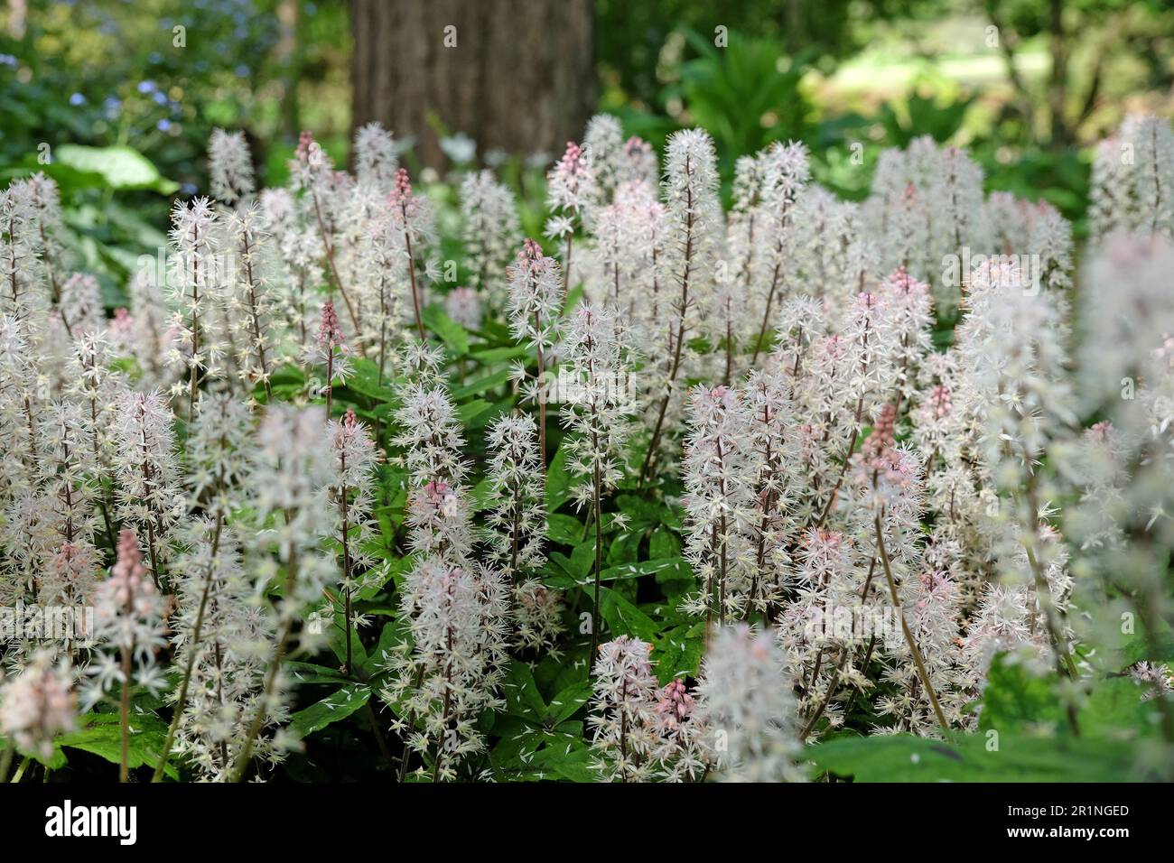 Fleur en mousse Tiarella 'Spring Symphony' en fleur Banque D'Images