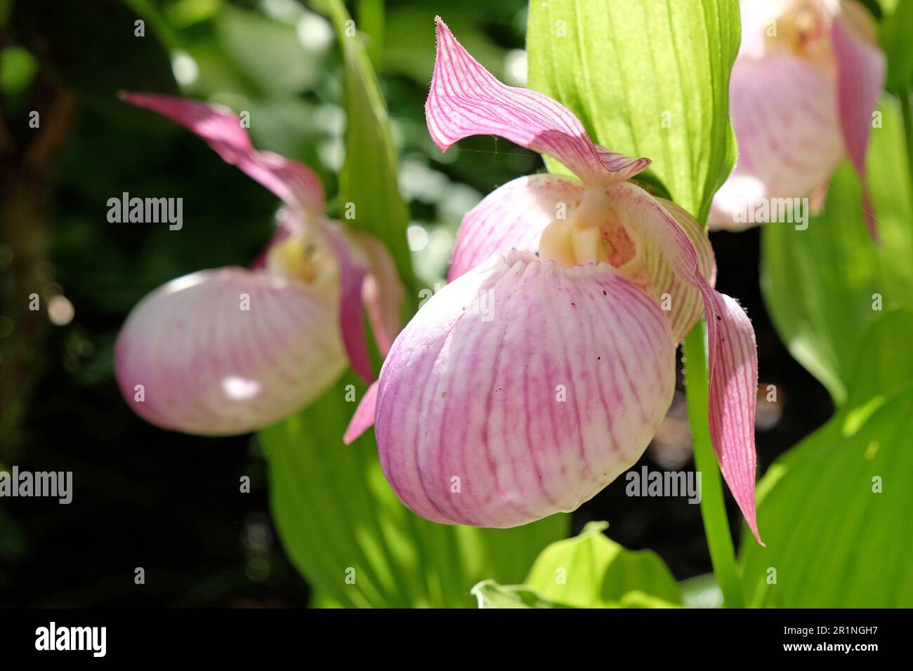 ladyÕs orchidée de la slipper Cypripedium 'Sabine' en fleur. Banque D'Images