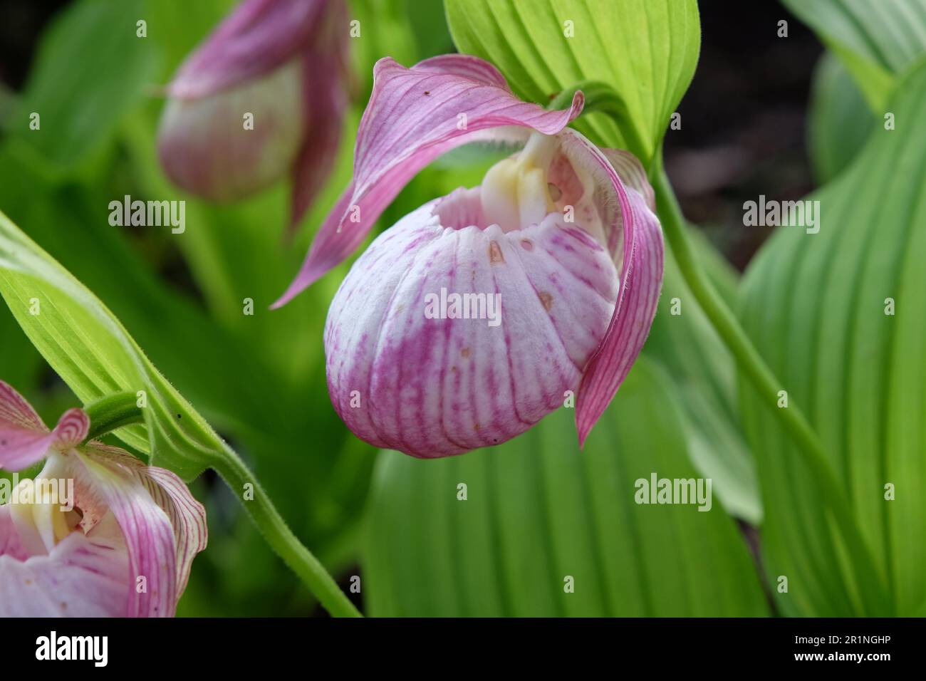 ladyÕs orchidée de la slipper Cypripedium 'Sabine' en fleur. Banque D'Images