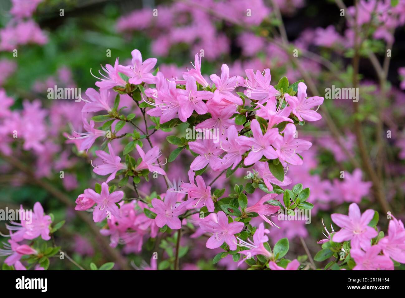 Azalée coréenne rose en fleur. Banque D'Images