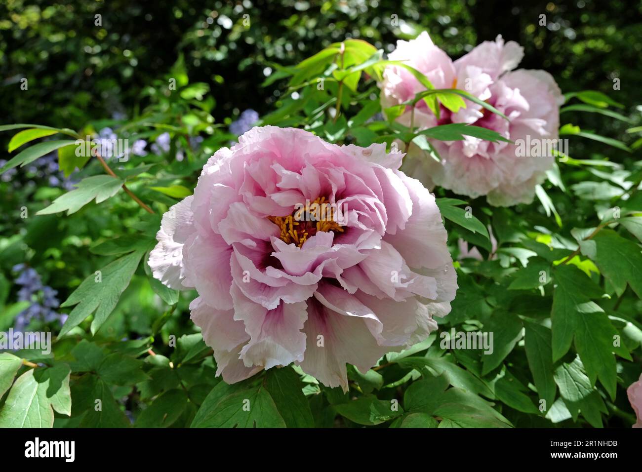 Paeonia suffruticosa 'LAN Bao shi' en fleur. Banque D'Images
