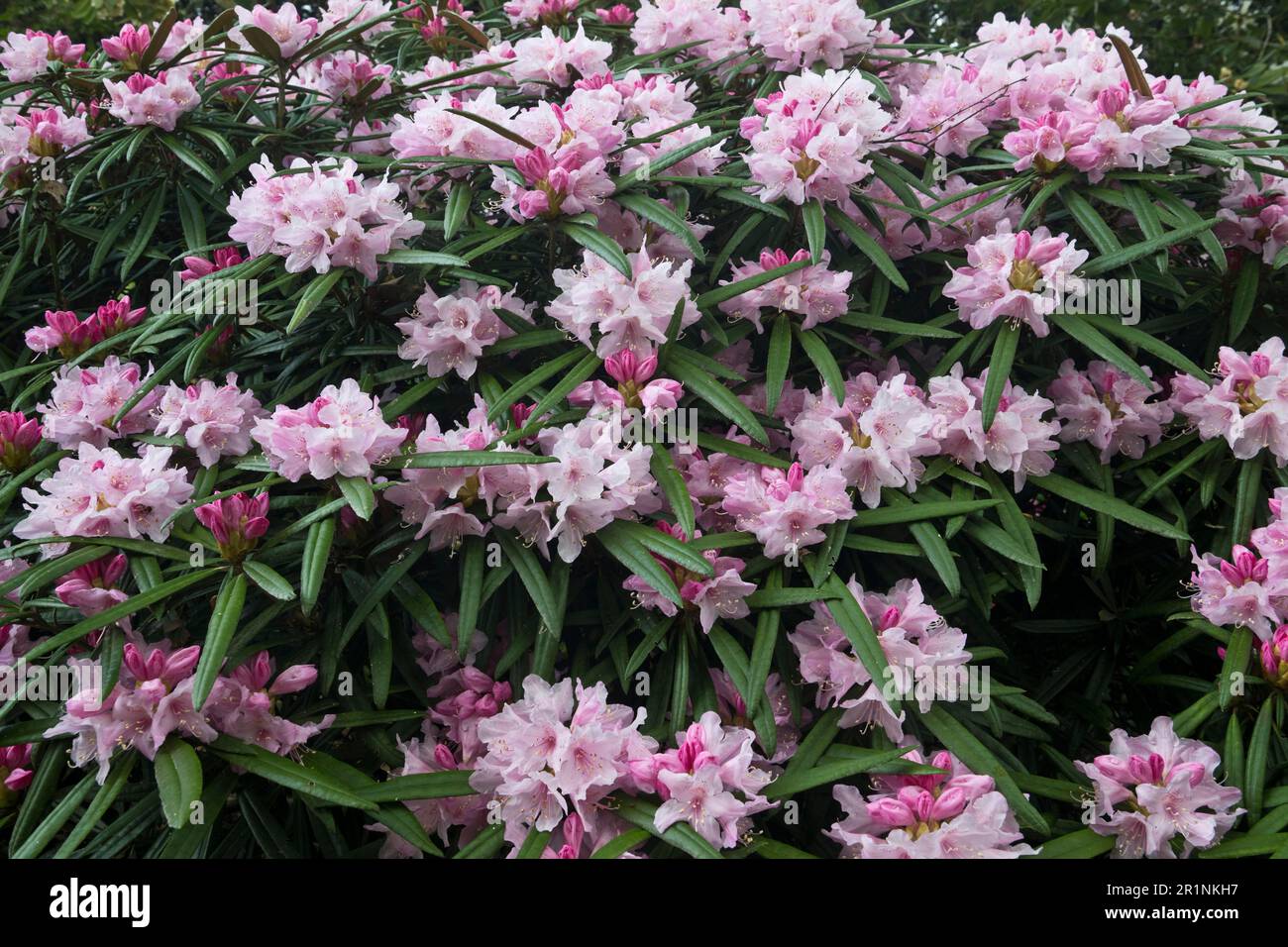 Fleur de rhododendron (Rhododendron makinoi), Emsland, Basse-Saxe, Allemagne Banque D'Images